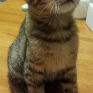 仔猫の里親募集です！