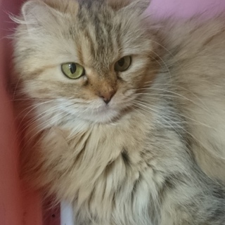 スコＦ長毛☆みやび☆耳半折れ・女の子4歳