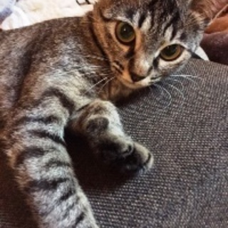 ミルク　キジトラの女の子　1歳くらい