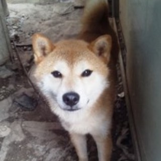 シバ　5歳くらいの女の子