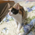 かわいい三毛美猫★里親様決定しました★