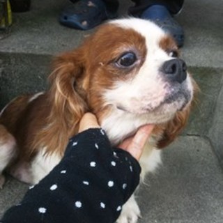 キャバちゃん　5歳くらいの女の子