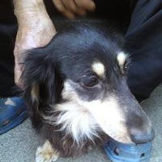 ダックン　5歳くらいの女の子　