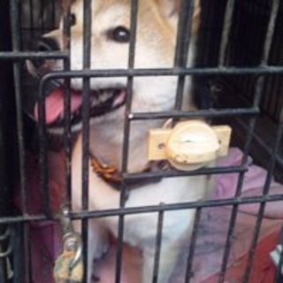 マメちゃん　5歳くらいの豆柴の女の子