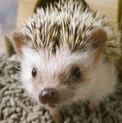 ハリネズミの里親さん募集！