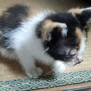 三毛猫♀２ヶ月程