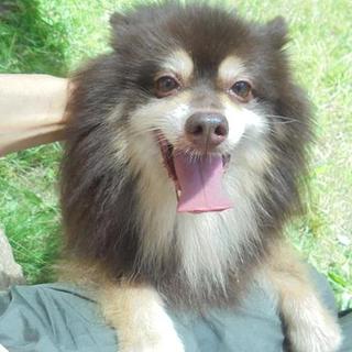 腕白な貴公子・ショパンです