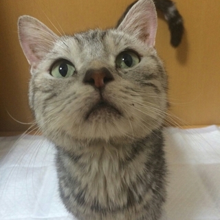 虹の橋を渡りました