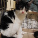 八割れ白黒オス猫　二ヵ月