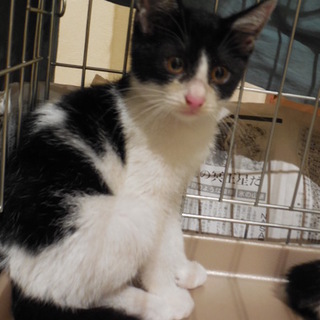 八割れ白黒オス猫　二ヵ月