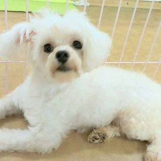 この子を家族に迎えませんか。