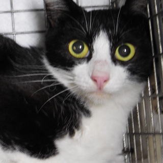 黒白八割れ美人