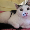 まんまるお目目の優しい白黒くん　１才 サムネイル3