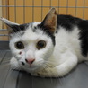まんまるお目目の優しい白黒くん　１才 サムネイル4