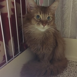 甘えん坊ソマリ