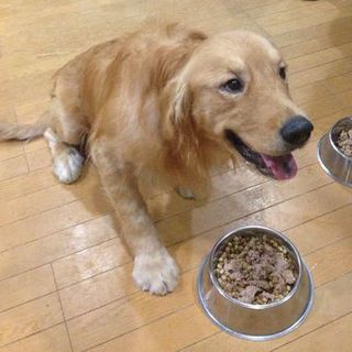 陽気なゴールデンのジンジャーです☆