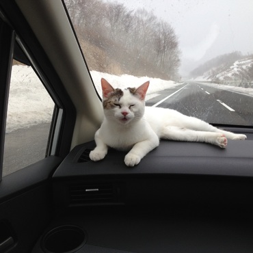 マルを迎えに行った吹雪の日