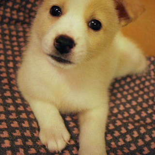 元気一杯仔犬のメロちゃんです☆