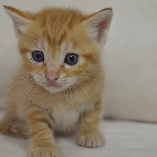 子猫　７月６日生れ