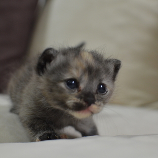 子猫　７月６日生れ