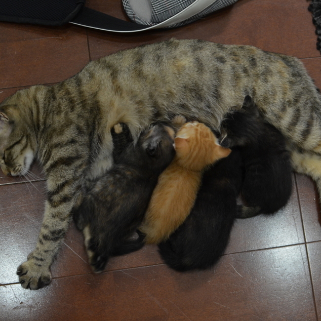 かるがものカバー写真