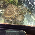 カブトニオイガメお譲りします。