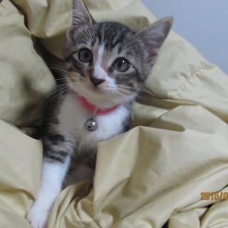 とっても人懐っこくて元気いっぱいキジトラちゃん♪