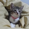 とっても人懐っこくて元気いっぱいキジトラちゃん♪ サムネイル3