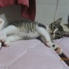 とっても人懐っこくて元気いっぱいキジトラちゃん♪ サムネイル5