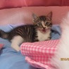 とっても人懐っこくて元気いっぱいキジトラちゃん♪ サムネイル6