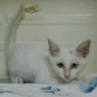 オッドアイの白猫ちゃん