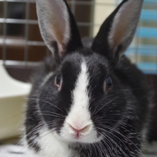 寺小屋一時預かりうさぎさん★竹千代君★