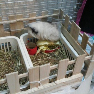 モルモットのみんふぁ