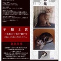 子猫（♀）の里親募集