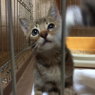 茶色っぽいキジトラ