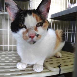 ミケママ３歳　家族募集中です！(保護団体に譲渡！)