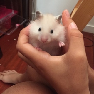 7/6うまれ ロングヘアーハムスター あかちゃん