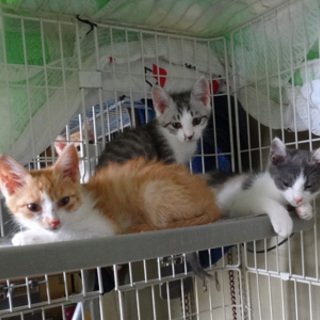 ミケママの子どもの茶トラ　家族募集中です！