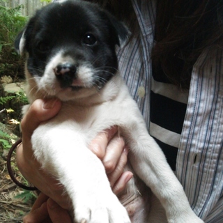 ☆白黒の牛さん柄、人懐っこい子犬です☆