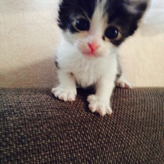 ハチワレ男子里親募集(^^)