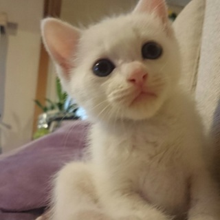 仔猫の体調が優れないため募集を停止しております。