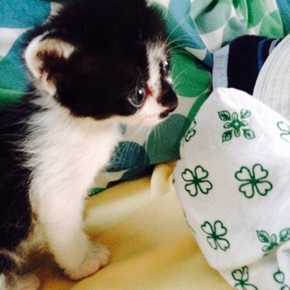 人懐こい＆甘えん坊なハチワレのハナクロ女子里親募集