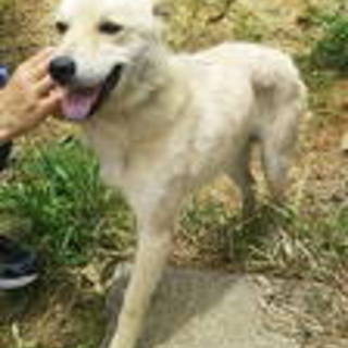 柴サイズきずなくん素敵なご夫婦Ｉ様宅に