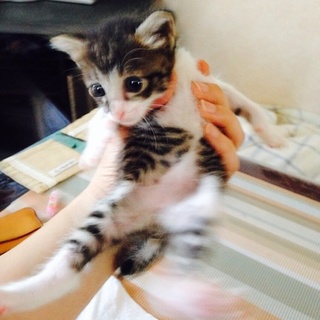 キジ白女子里親募集(^^)