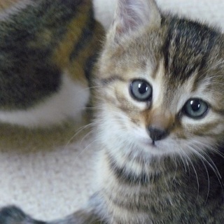 キジトラ三兄妹猫の里親さんになってください