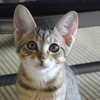 キジトラ三兄妹猫の里親さんになってください