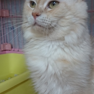 ラガマフィン★キング★男の子２歳