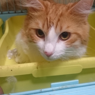 再募集！ノルF★マッキー★男の子２歳