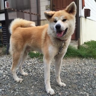1〜2歳の秋田犬。性格良しの小さめ24キロ男子！