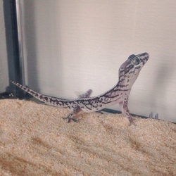 里親になりました【ソメワケササクレヤモリ】